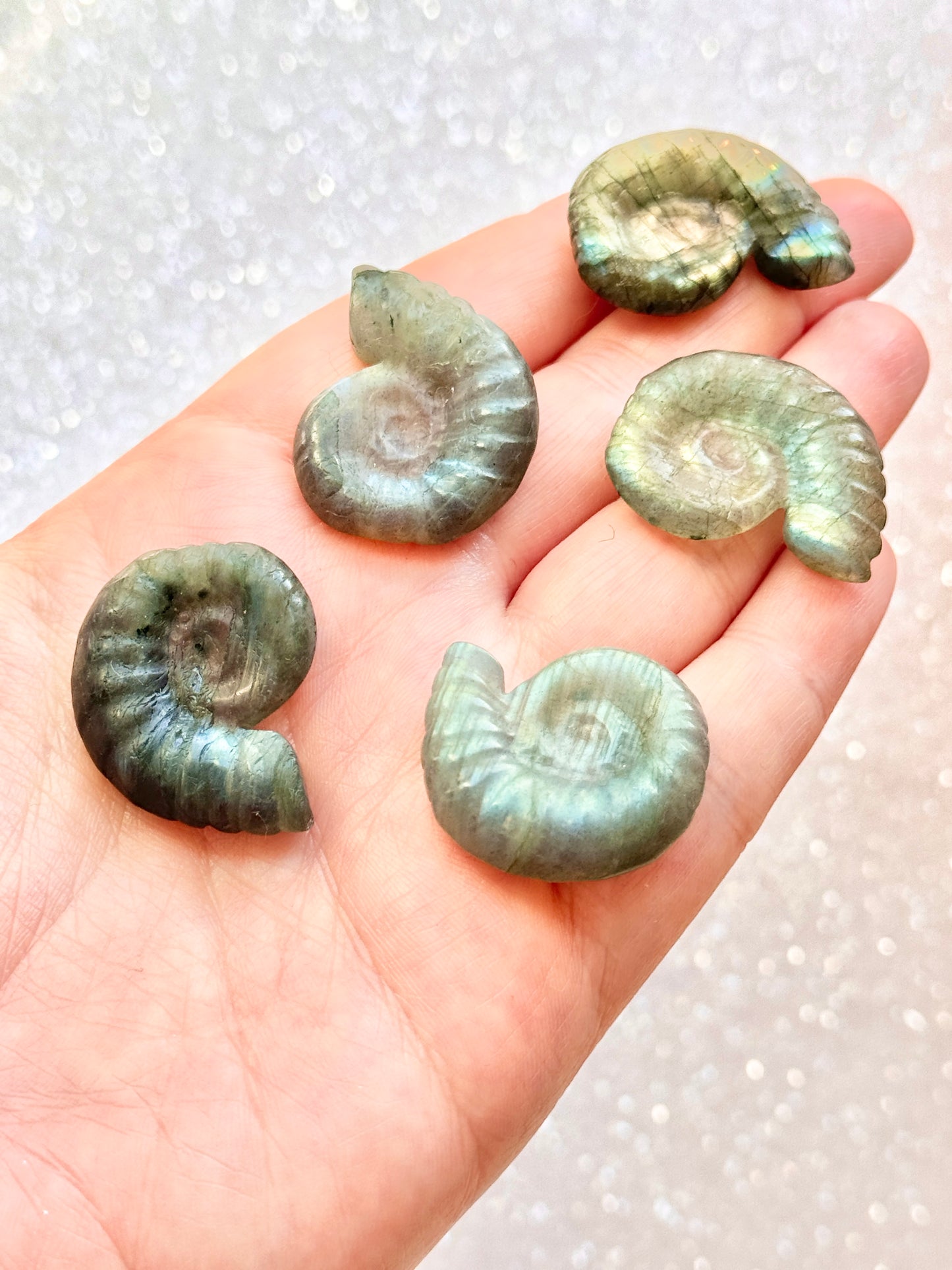 Labradorite Ammonite Shell